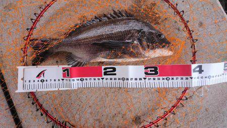 最近調子が良いので、フカセでチヌ狙い！