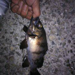 短時間アジ調査