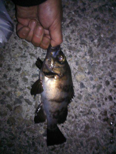 短時間アジ調査