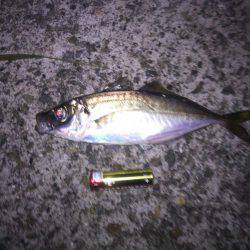 今年、初アジ～!!