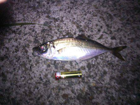 今年、初アジ～!!