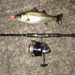 久しぶりのランカー