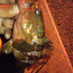 メバル狙いで、ドラグが止まらない!