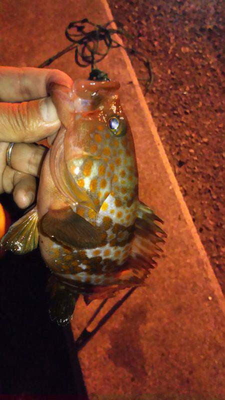 メバル狙いで、ドラグが止まらない！