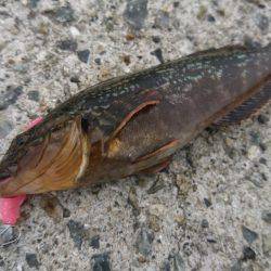 アブシンのちシーバス