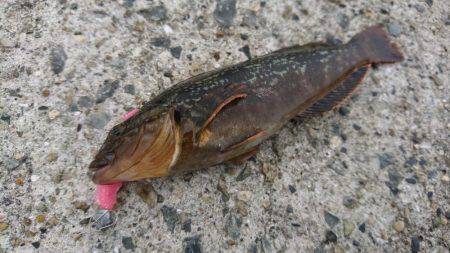 アブシンのちシーバス