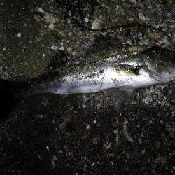 小ぶりだけどなんとか一匹