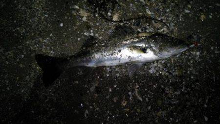 小ぶりだけどなんとか一匹