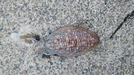 アオリイカ狙いでコウイカゲット