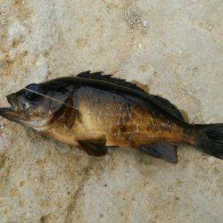 なかなか釣れない