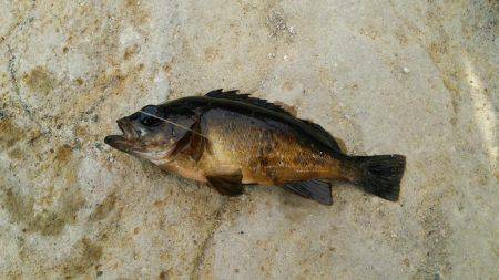 なかなか釣れない