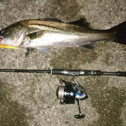 バチ抜けでシーバス&チヌ