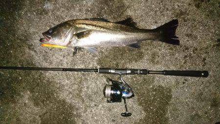 バチ抜けでシーバス&チヌ