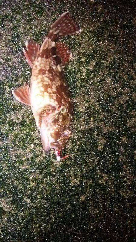 ちょろっと釣行