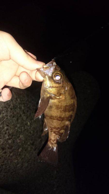 今年のメバリング初釣行