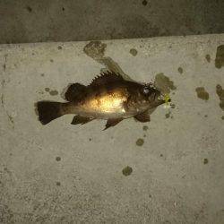 連夜のメバリング