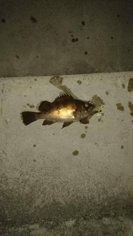 連夜のメバリング