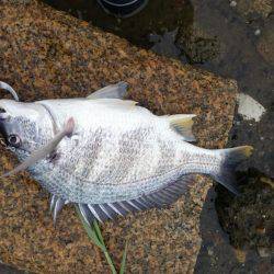 淀川キビレトップウォーター