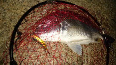 淀川キビレ爆釣！