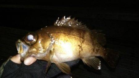 初投稿してみました!!