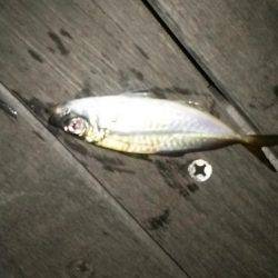 アジングチャレンジ!!