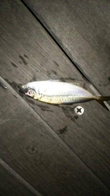 アジングチャレンジ!!