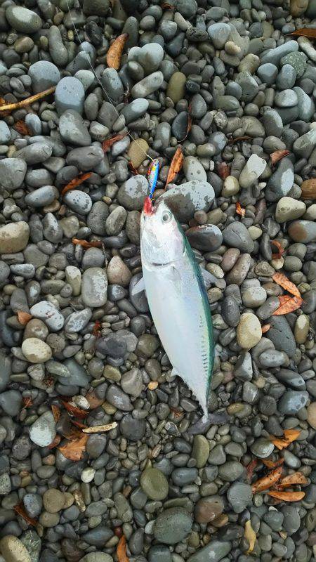 ラッキーでした