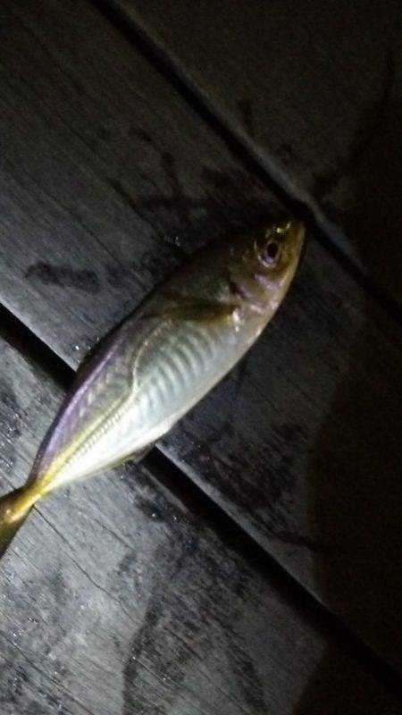 夜景とアジング