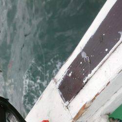 鯛やハマチが釣れてると聞いて