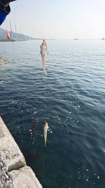 第1回、キス調査