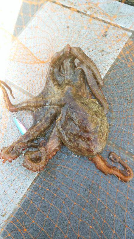 意外なゲストが