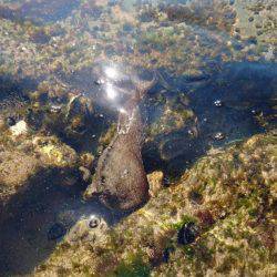 キス調査 日本海