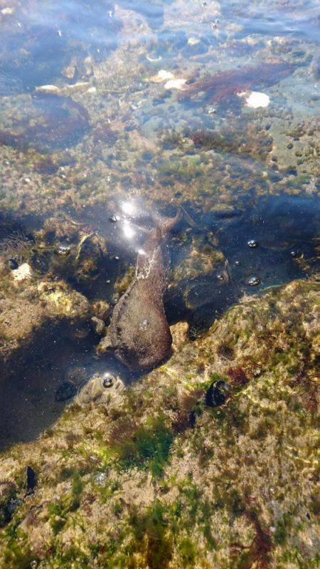 キス調査 日本海