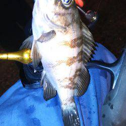 アジは？タコは？