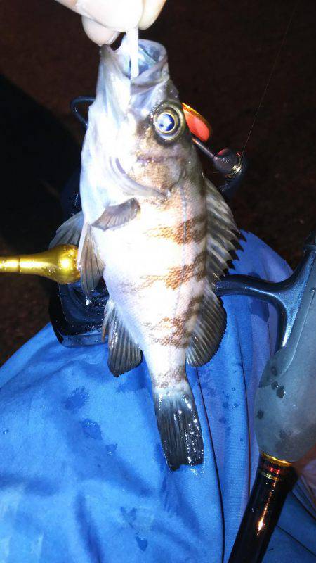 アジは？タコは？