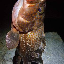 ロックフィッシュ