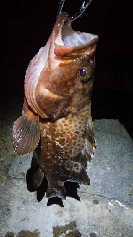 ロックフィッシュ