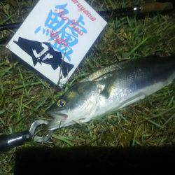 兵庫県円山川シーバス❗❗❗❗❗❗❗