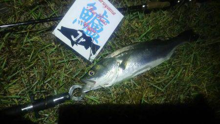 兵庫県円山川シーバス❗❗❗❗❗❗❗