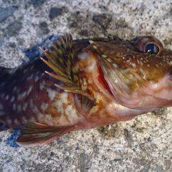 当たりポツポツ