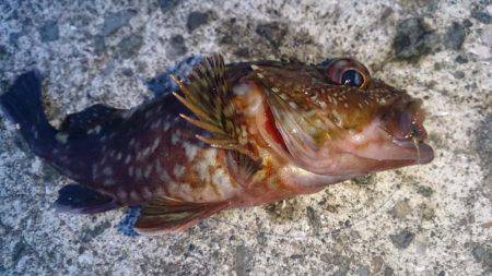 当たりポツポツ