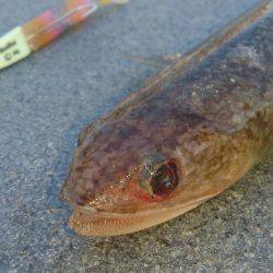 ヘビーワインド