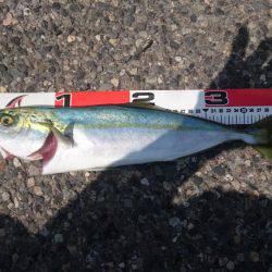 イナダ、サゴシ