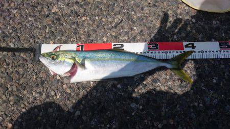 イナダ、サゴシ