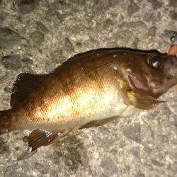 ぼちぼちメバリング