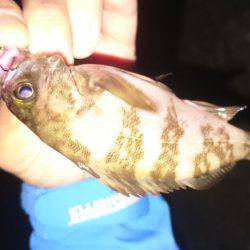 癒し系メバリング