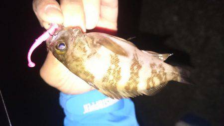 癒し系メバリング