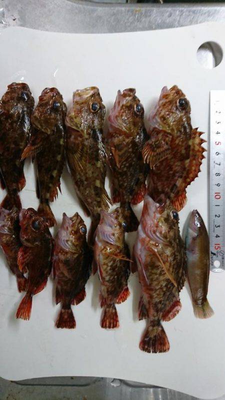 引き続き 胴突きで根魚釣り