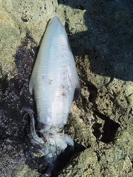 湯浅周辺でヤエンで2杯