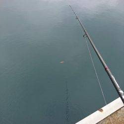 コウイカ狙い！